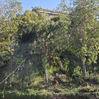 Ortega Tree Service - First step: trees. Before flush cutting 4 trees and trimming weeping tree. - Tree Services Near Me