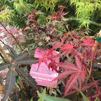 Sloat Garden Center - Japanese maple trees! - Nurseries & Gardening Near Me - San Francisco, California Sloat Garden Center - Japanese maple trees! - Nurseries & Gardening Near Me - San Francisco, California