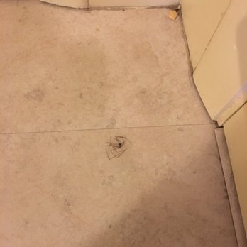 Saddlebrook Resort - Spider in room ALIVE - Resorts Near Me - Wesley Chapel, Florida