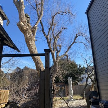 Tree Removal & Moving - Tree Services Near Me Tree Removal & Moving - Tree Services Near Me