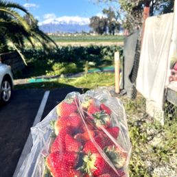 Strawberries for Valentine's Day Strawberries for Valentine's Day