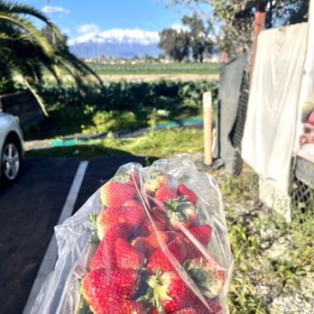 Rojo Farms - Strawberries for Valentine's Day - Farmers Market Near Me - Ontario, California Rojo Farms - Strawberries for Valentine's Day - Farmers Market Near Me - Ontario, California