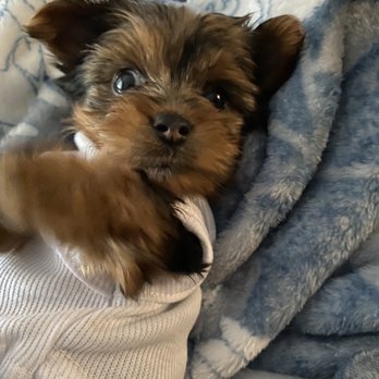 Teacup Yorkies In Texas - My fur baby she's 1.65 lbs - Pet Breeders Near Me Teacup Yorkies In Texas - My fur baby she's 1.65 lbs - Pet Breeders Near Me