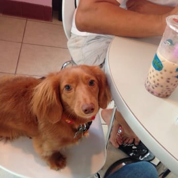 Fat Straw Cafe - Happy camper! Dogs allowed! - Bubble Tea Near Me - Livermore, California Fat Straw Cafe - Happy camper! Dogs allowed! - Bubble Tea Near Me - Livermore, California