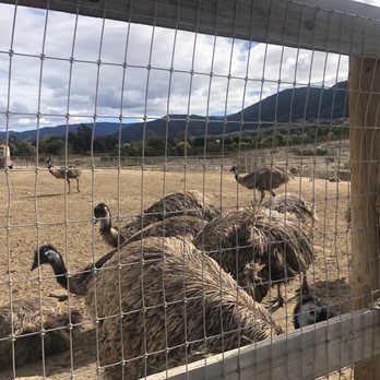 Ostrichland USA - Attraction Farms Near Me - Solvang, California