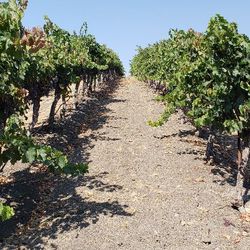 On Demand Car Services - San luis Obispo wine country