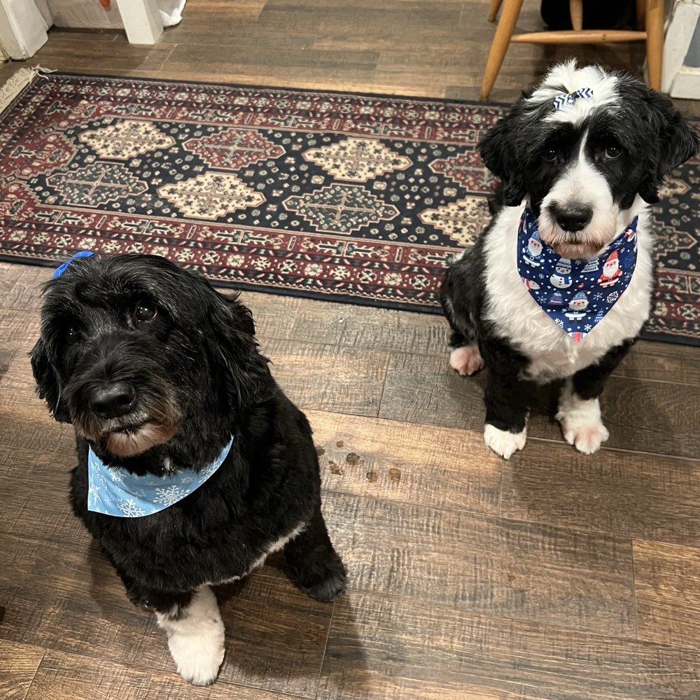 Head To Tails Grooming - Gothal and Minnie - Pet Groomers Near Me - Hightstown, New Jersey Head To Tails Grooming - Gothal and Minnie - Pet Groomers Near Me - Hightstown, New Jersey