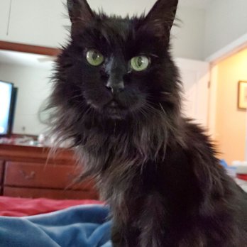 Pet Home Euthanasia Service - This is my kitty Shadow.  She was 14 years old and very hard to say goodbye to She was very ill I had to let her go - Pet Cremation Services Near Me