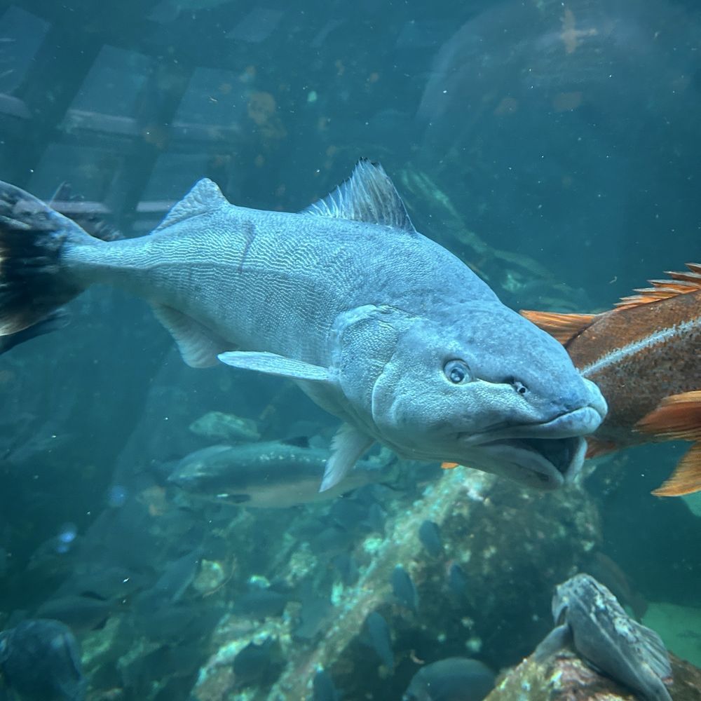 Seattle Aquarium - Aquariums Near Me - Seattle, Washington Seattle Aquarium - Aquariums Near Me - Seattle, Washington