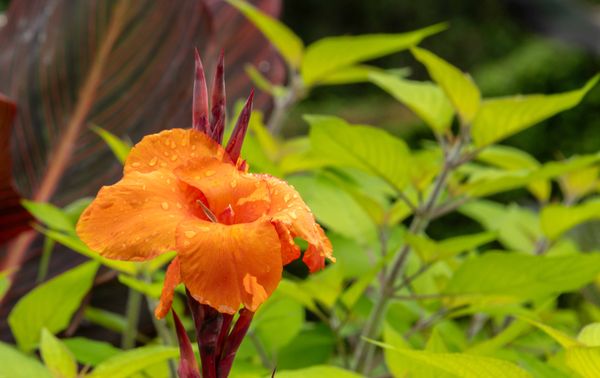 The Butchart Gardens by null