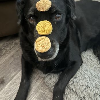 Three Dog Bakery - Rice Village - Cookie varieties - Pet Stores Near Me - Houston, Texas Three Dog Bakery - Rice Village - Cookie varieties - Pet Stores Near Me - Houston, Texas