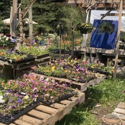 Alpine Gardens