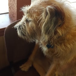 Tax Clinic - Murphy! I love this dog!