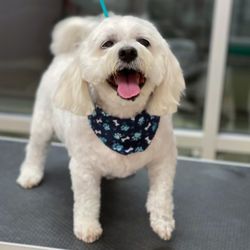 Fetch Pet Resort - Groom by Taylor