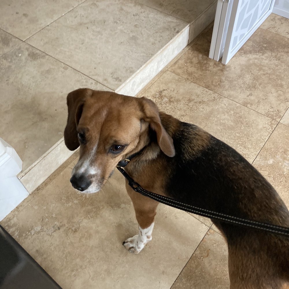 Bed Bugs All Gone - Becca the inspector - Pest Control Near Me