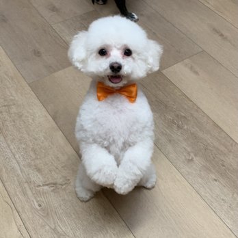 Doggie's Groom Mobile - He loves his bow tie! - Pet Groomers Near Me Doggie's Groom Mobile - He loves his bow tie! - Pet Groomers Near Me