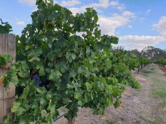 Best's Wines Great Western by null
