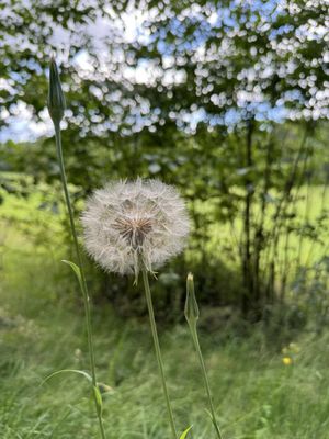 Nuuksio National Park by null