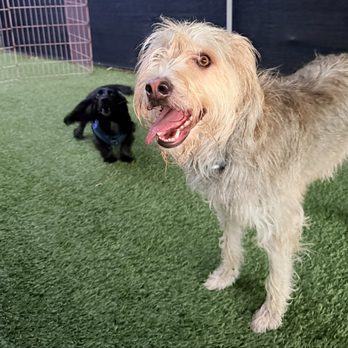 Creature Comfort BnB - Dog Walkers Near Me - Los Angeles, California Creature Comfort BnB - Dog Walkers Near Me - Los Angeles, California