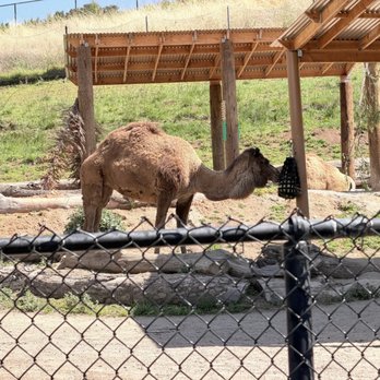 Oakland Zoo - Camel exhibit, a second one was seen by the afternoon - Zoos Near Me - Oakland, California Oakland Zoo - Camel exhibit, a second one was seen by the afternoon - Zoos Near Me - Oakland, California