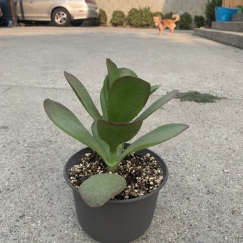 Aeonian Verde Nursery - Paddle plant - Nurseries & Gardening Near Me - Bell Gardens, California