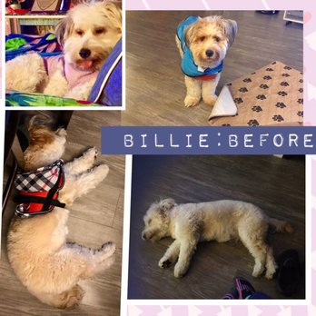 PetSmart - Beautiful and Fluffy Before - Pet Stores Near Me - Signal Hill, California PetSmart - Beautiful and Fluffy Before - Pet Stores Near Me - Signal Hill, California