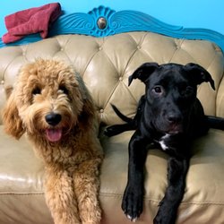 Happy Hounds