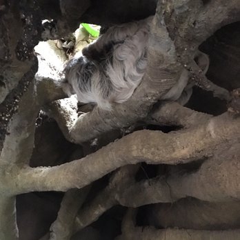 Tulsa Zoo - Keep your eyes peeled in the rainforest for the sloth just hangin around! - Zoos Near Me - Tulsa, Oklahoma