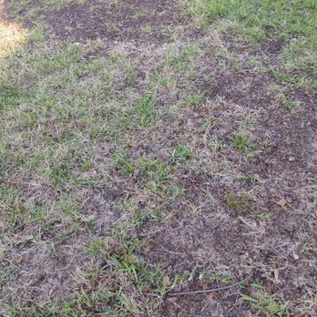 Emerald Lawns - Lawn Services Near Me - Katy, Texas