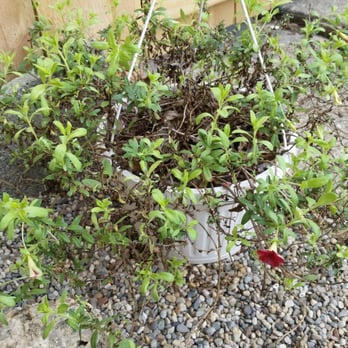 Schwartz's Greenhouse - Nurseries & Gardening Near Me - New Boston, Michigan