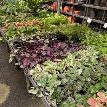 Koolau Farmers - Indoor plant selection - Home & Garden Near Me - Kaneohe, Hawaii Koolau Farmers - Indoor plant selection - Home & Garden Near Me - Kaneohe, Hawaii