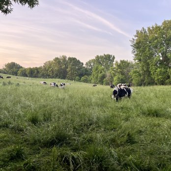 Zweber Farms - Dairy cows on pasture - Specialty Food Near Me - Elko, Minnesota Zweber Farms - Dairy cows on pasture - Specialty Food Near Me - Elko, Minnesota