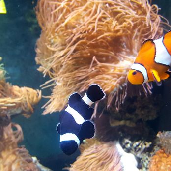 Long Island Aquarium - clown fish - Aquariums Near Me - Riverhead, New York Long Island Aquarium - clown fish - Aquariums Near Me - Riverhead, New York