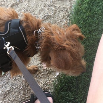 Hunter Canine - Rose is learning. - Pet Training Near Me - Cave Creek, Arizona Hunter Canine - Rose is learning. - Pet Training Near Me - Cave Creek, Arizona
