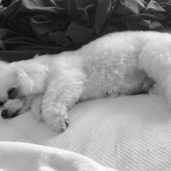 D'luxe Dog Pet Concierge & Boutique - Pet Groomers Near Me - Miami, Florida