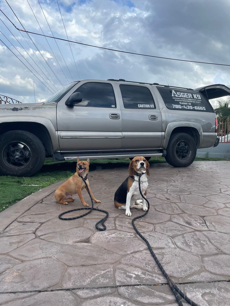 ASGER K9 10 Photos 8000 W 12th Ave, Hialeah, Florida Pet Training