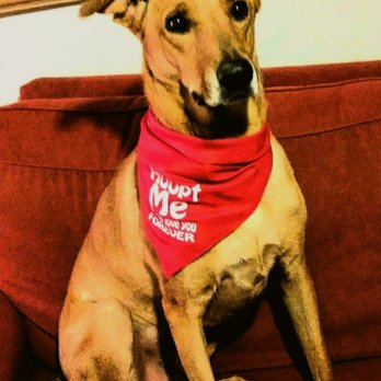 Hooks Home Bound Rescue - Meet Koda! He is Ridgeback mix who just wants love! Run and play is his favorite things to do! - Pet Adoption Near Me Hooks Home Bound Rescue - Meet Koda! He is Ridgeback mix who just wants love! Run and play is his favorite things to do! - Pet Adoption Near Me