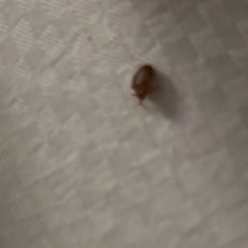 Mohegan Sun - Bedbug - Hotels Near Me - Uncasville, Connecticut