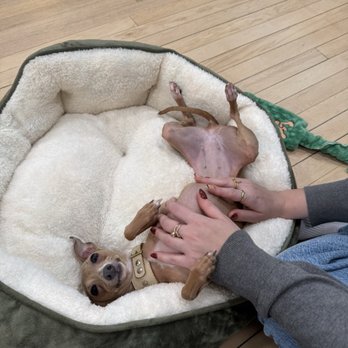 Cuddle Pups - Pet Services Near Me - Chicago, Illinois Cuddle Pups - Pet Services Near Me - Chicago, Illinois