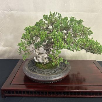Phoenix Bonsai Society - Social Clubs Near Me - Phoenix, Arizona Phoenix Bonsai Society - Social Clubs Near Me - Phoenix, Arizona