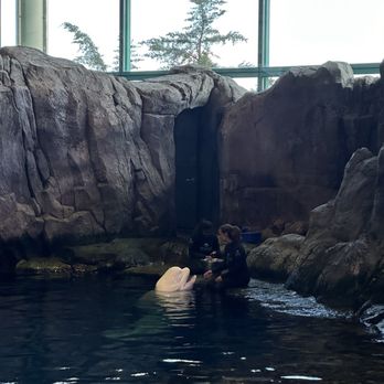 Shedd Aquarium - Shedd Aquarium - Aquariums Near Me - Chicago, Illinois Shedd Aquarium - Shedd Aquarium - Aquariums Near Me - Chicago, Illinois