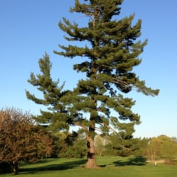 Vivekananda Retreat Ridgely - Pine tree