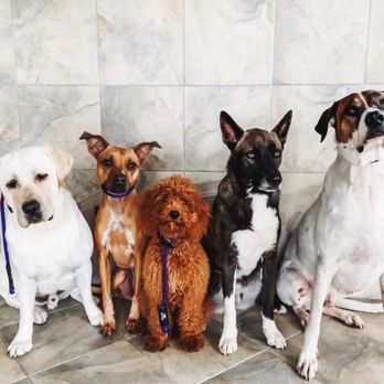 Wise Tails Academy - Pet Training Near Me Wise Tails Academy - Pet Training Near Me