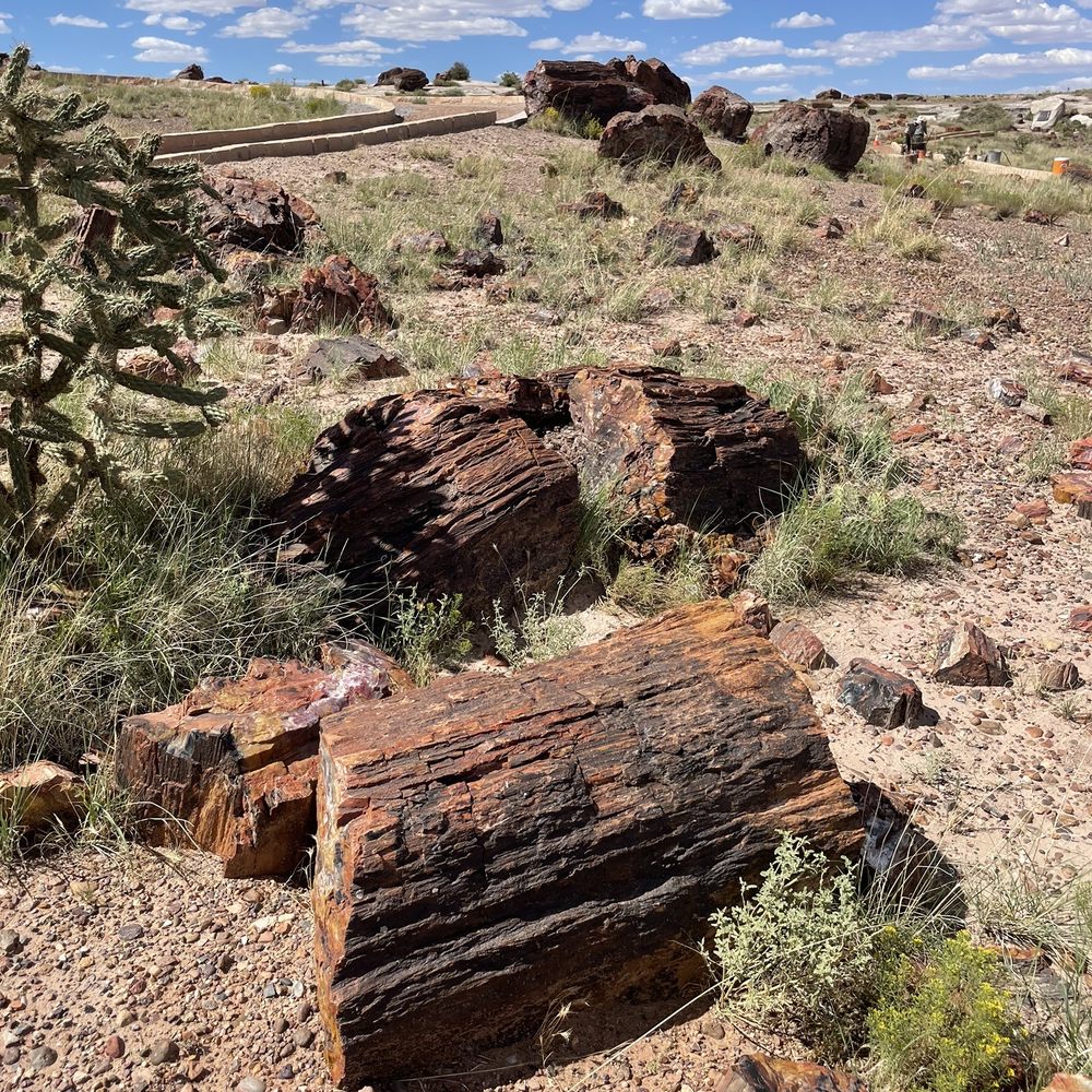 Dynamic Journey Tours - Petrified Forest - Travel Agents Near Me - Sedona, Arizona Dynamic Journey Tours - Petrified Forest - Travel Agents Near Me - Sedona, Arizona
