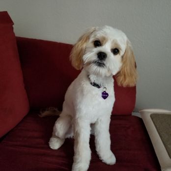 Claudia's Coiffeur Le' Petite - AFTER - Pet Groomers Near Me - Castro Valley, California Claudia's Coiffeur Le' Petite - AFTER - Pet Groomers Near Me - Castro Valley, California