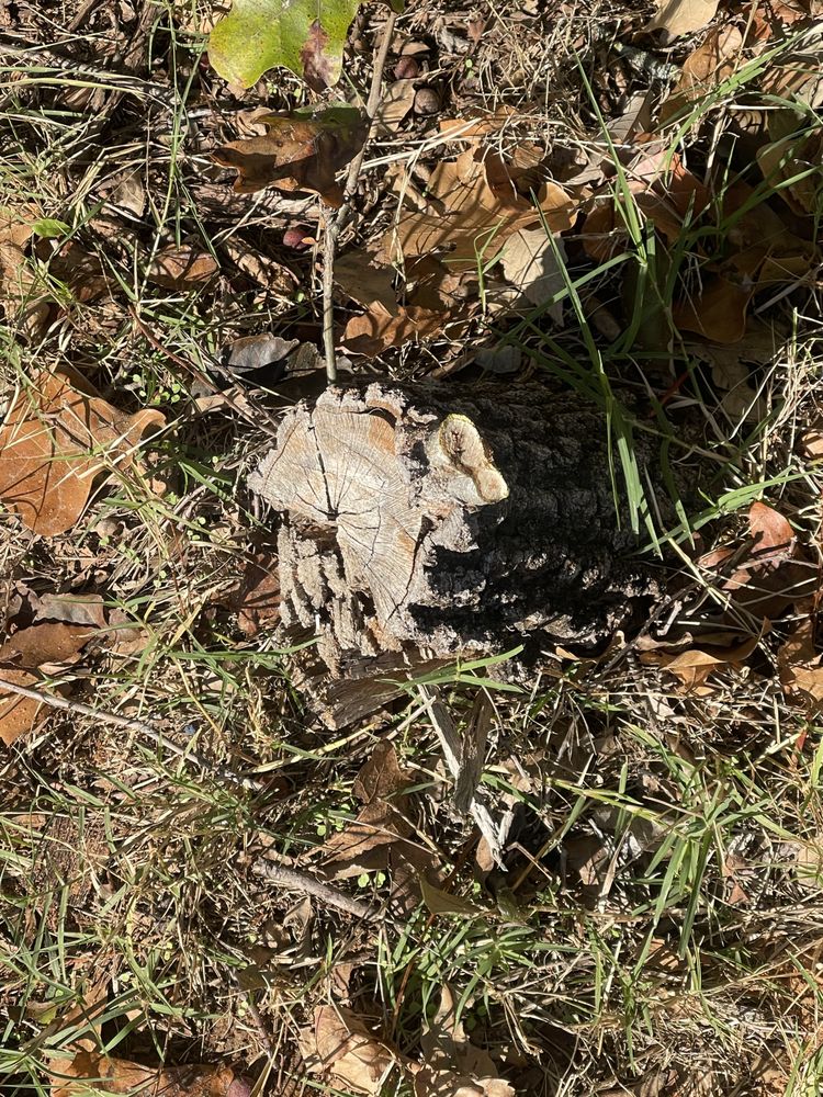 Porter Stump Grinding - tree service in Oklahoma City, OK