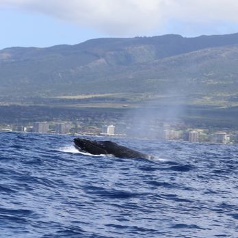 Ultimate Whale Watch & Snorkel - Baby "surfing" the waves! - Whale Watching Tours Near Me - Lahaina, Hawaii Ultimate Whale Watch & Snorkel - Baby "surfing" the waves! - Whale Watching Tours Near Me - Lahaina, Hawaii