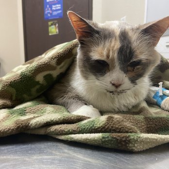 AV Veterinary Center - Veterinarians Near Me - Lancaster, California AV Veterinary Center - Veterinarians Near Me - Lancaster, California