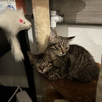 Humane Society Silicon Valley - the two brothers at home - Animal Shelters Near Me - Milpitas, California Humane Society Silicon Valley - the two brothers at home - Animal Shelters Near Me - Milpitas, California