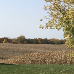 Schuster's Pumpkin Patch - Corn maze